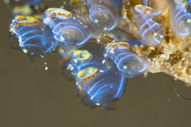 Blauwe bel zee spuiten Perophora namei - Foto, afbeelding