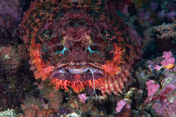 Papua Scorpionfish Scorpaenopsis papuensis - Foto, imagen