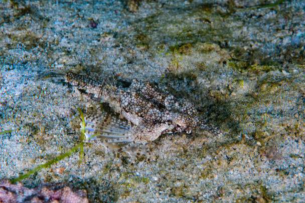 Dragón mar polilla Eurypegasus draconi - Foto, imagen