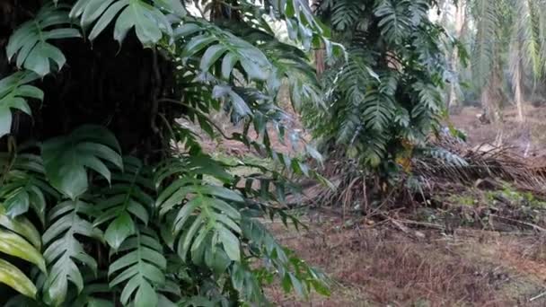 epipremnum pinnatum növény kúszik vadul a pálmafák. - Felvétel, videó