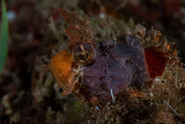 Mozambique Scorpionfish Parascorpaena mossambica - Foto, imagen