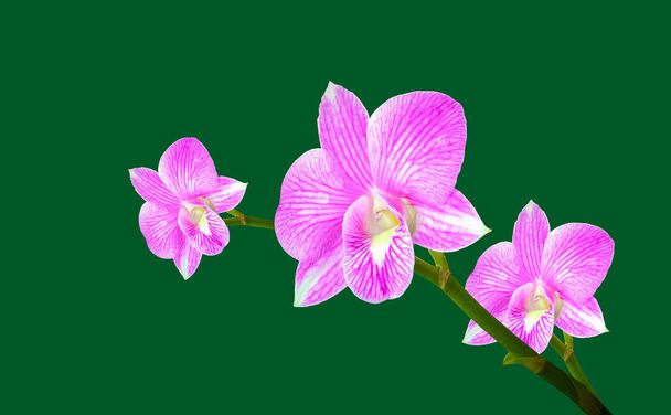 Close up beautityful di orchidee viola fiore isolato su sfondo verde per foto di scorta, Flora estate, Pianta da giardino, Vista dall'alto - Foto, immagini