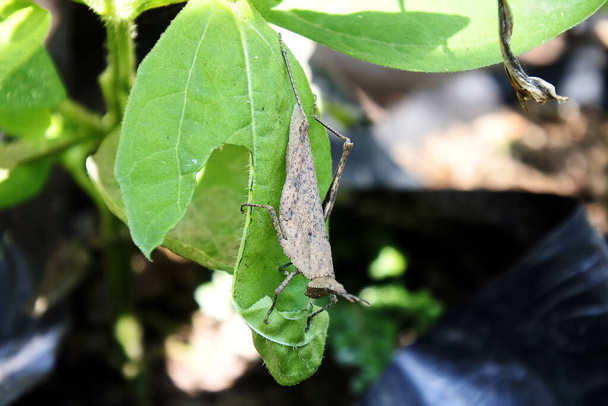 atractomorpha crenulata, allgemein bekannt als Tabakheuschrecke, ist eine Heuschreckenart aus der Unterfamilie Pyrgomorphinae, die in Asien vorkommt, Insekten, die sich oft im Garten aufhalten. - Foto, Bild