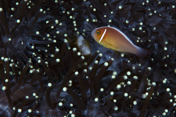 Pink Anemonefish Amphiprion perideraion - Photo, Image