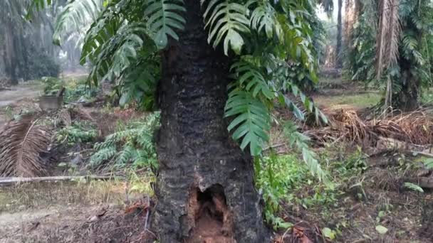 epipremnum pinnatum növény kúszik vadul a pálmafák. - Felvétel, videó