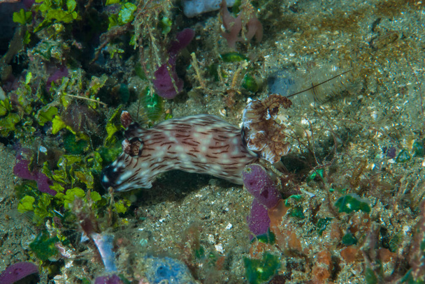 Jorunna rubescens Nudibranch Ambon Indonesia - Foto, Imagem