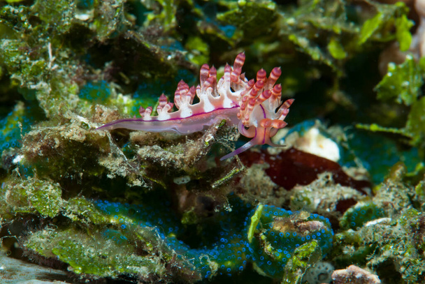 Ceratosoma trilobatum Nudibranch Ambon Indonesia - Foto, Imagem