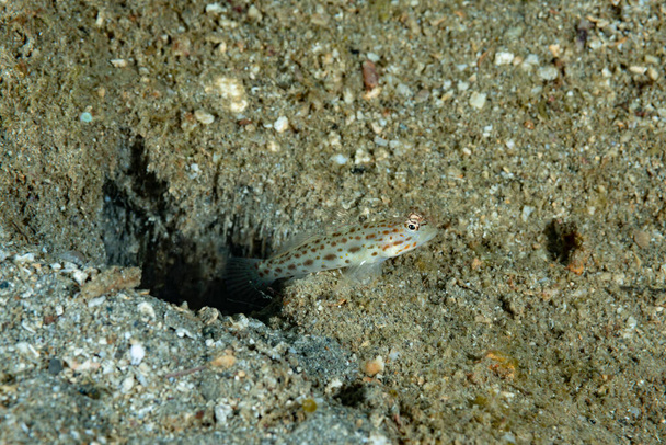 Saffrong Shrimp-goby Ctenogobiops crocineus - Photo, Image