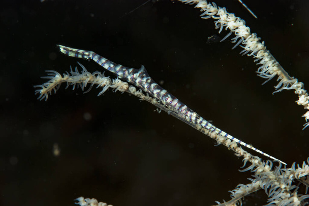 Saw-Blade Shrimp Tozeuma armatum - Foto, imagen