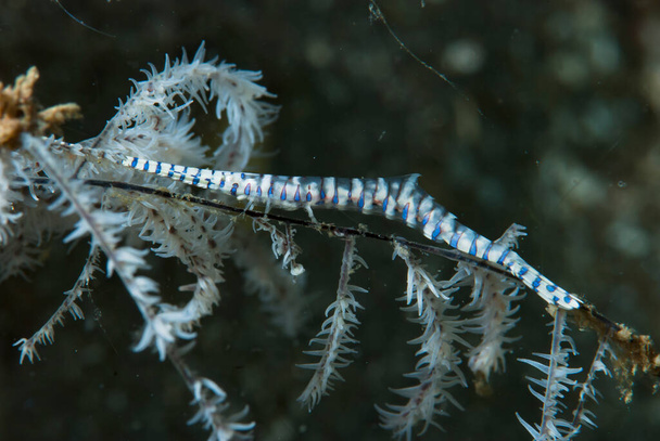 Pila-Blade Shrimp Tozeuma armatum - Fotografie, Obrázek