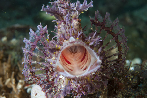 Peixe-escorpião-das-ervas Rhinopias frondosa - Foto, Imagem