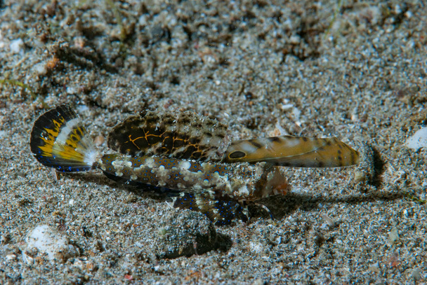 Dragonet Naranja-Negro Dactylopus kuiteri - Foto, imagen