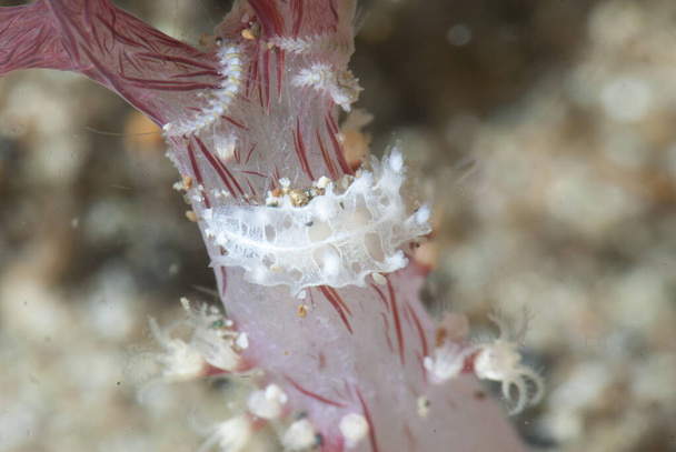 Tritonia sp. Nudibranch Anilao Filipinas - Foto, imagen
