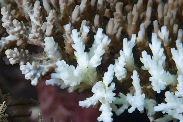 Cianopleura di alga azzurra cirrhilabrus cyanopleura - Foto, immagini