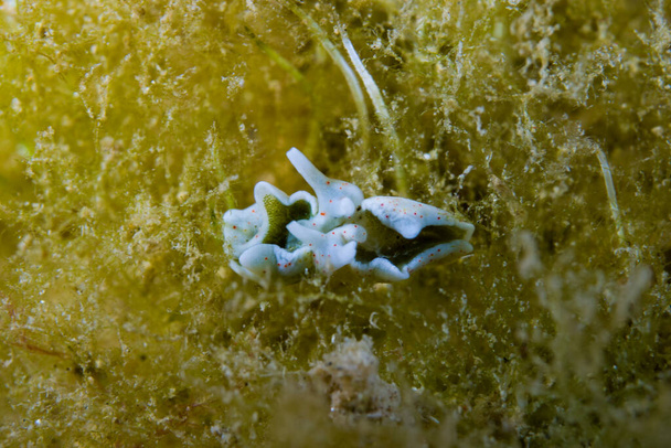Sea Slug Elysia timida apareamiento - Foto, imagen