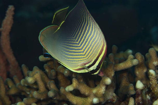 Eastern Triangular Butterflyfish Chaetodon baronessa - Photo, Image