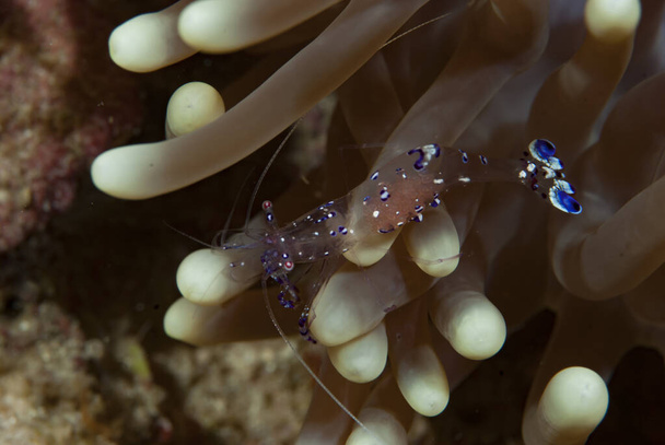 Commensal Shrimp Ancylomenes Felaensis - Фото, изображение