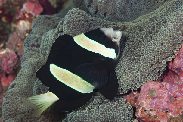 Clarki Anemonefish Amphiprion clarkii - Foto, immagini