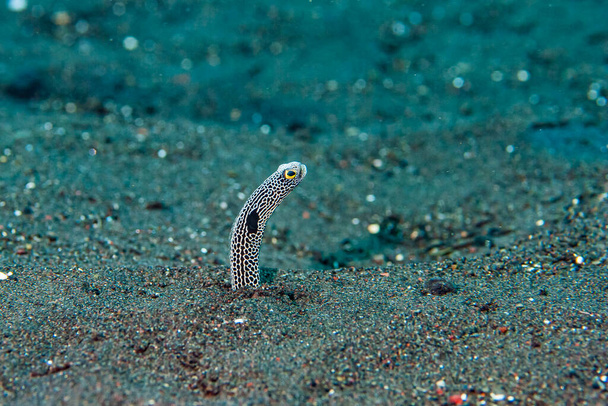 Una anguila de jardín manchada (Heteroconger hassi) se esconde debajo de la arena cuando un fotógrafo se acerca - Foto, imagen