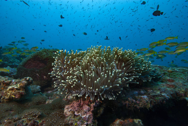 Paisaje submarino Arrecife tropical de coral - Foto, Imagen