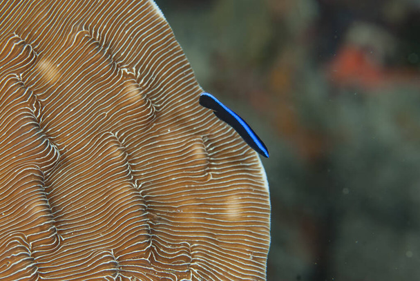 Bluestreak Clearwater Labroides dimidiatus - Фото, изображение