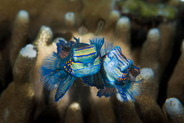 Mandarinfish συνήθως παραμένει κρυμμένο μέσα στο κοράλλι κατά τη διάρκεια της ημέρας. Οι μίμοι "χοροί" ξεκινούν το ηλιοβασίλεμα.. - Φωτογραφία, εικόνα