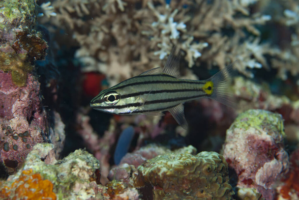 Toothy Cardinalfish isostigmus Cheilodipterus - Foto, Imagem