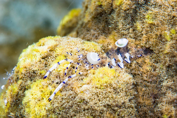 Αρχάριες γαρίδες Ancylomenes venustus - Φωτογραφία, εικόνα