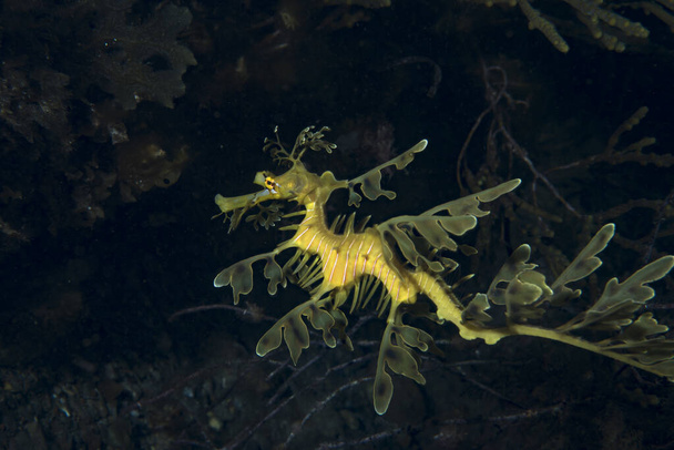 Φύλλα Seadragon Phycodurus eques - Φωτογραφία, εικόνα