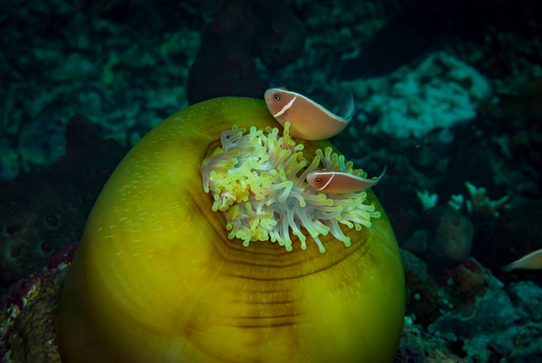 Pembe Anemonefish Amfiprion perideraion - Fotoğraf, Görsel