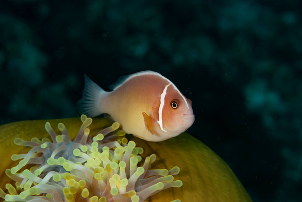 Pink Anemonefish Amphiprion perideraion - Photo, Image