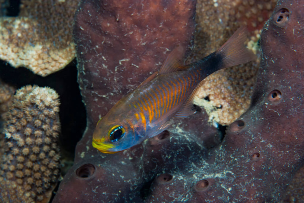 Duskytailed Cardinalfish Archamia macroptera - Foto, imagen