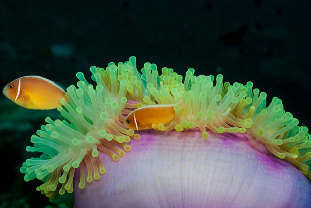 Roze anemoonvis Amphiprion perideraion - Foto, afbeelding