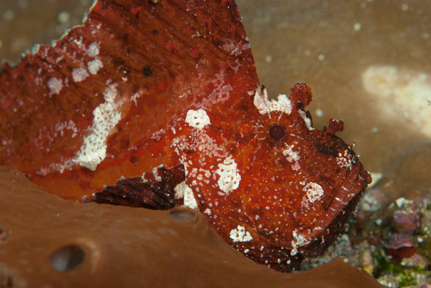 Scorpionfish à feuilles Taenianotus triacanthus - Photo, image