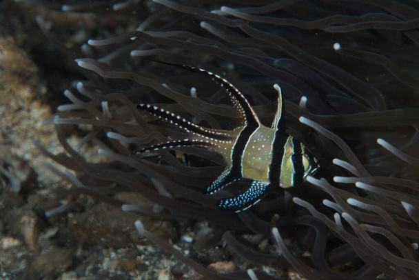 Banggai Kardinaalvis Pterapogon kauderni - Foto, afbeelding