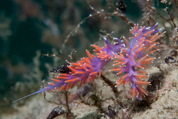 Flabellina ischitana  Mediterranean Nudibranch - Foto, immagini