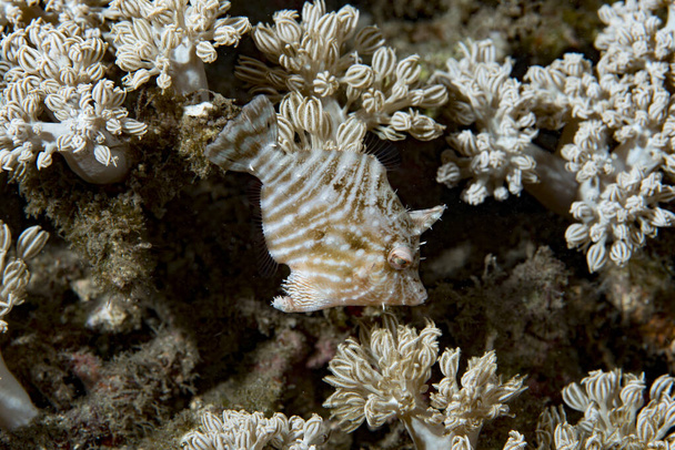 花サンゴの魚群集｜Acreichthys radiatus - 写真・画像
