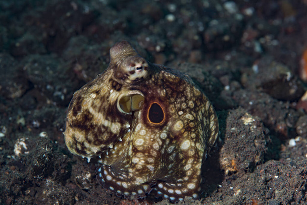 Mototi Octopus з червоними кільцями.  - Фото, зображення