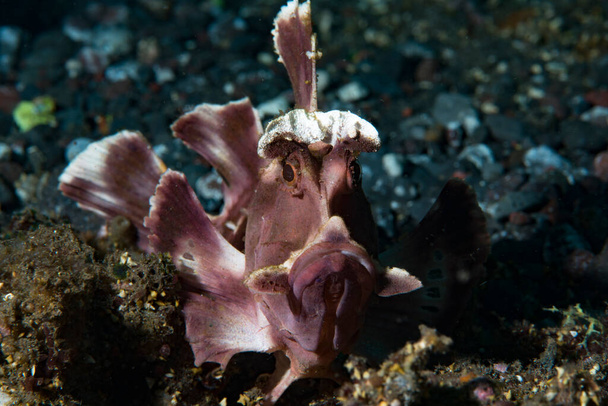 Paddle Flap Scorpionfish Rhinopias eschmeyeri - Foto, imagen