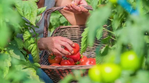 Збирання стиглих помідорів і їх розміщення в кошику
 - Кадри, відео