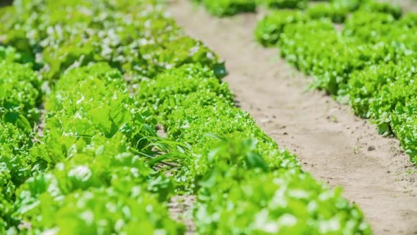 A kilátás a friss saláta levelek növekvő ültetvény, a nap süt rájuk - TILT UP lövés - Felvétel, videó