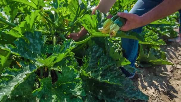 Harvesting zucchini by hand on a farmland, close up slow motion - Footage, Video