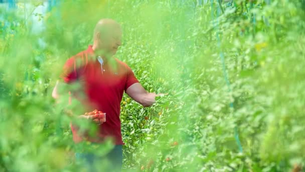 Afstandelijk zicht op mannelijke oogstende kerstomaten van middelbare leeftijd in plastic container - Video