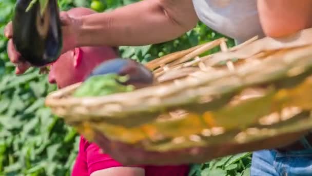 Kırmızı gömlekli bir adam mor patlıcan hasat ediyor ve sepeti olan bir kadına veriyor. - Video, Çekim