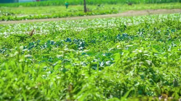 Vista de cerca sobre el cultivo de ensaladas. Panorámica tiro - Imágenes, Vídeo