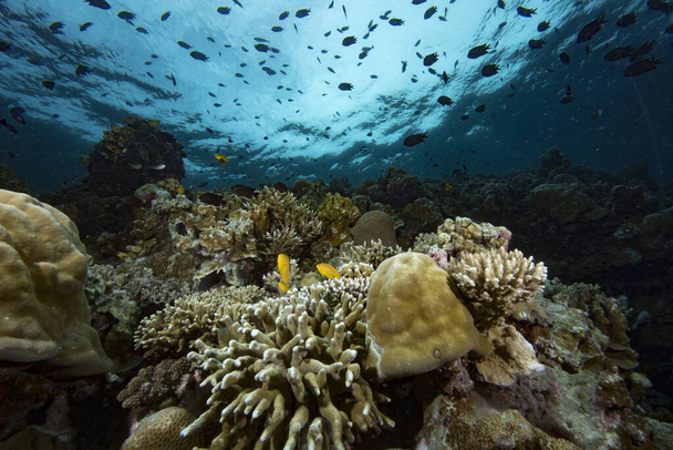 Paisaje submarino del arrecife de coral tropical - Foto, Imagen
