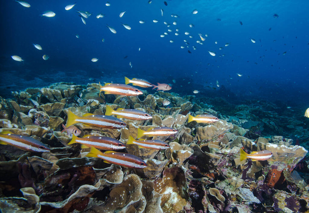 Paisaje submarino del arrecife de coral tropical - Foto, Imagen