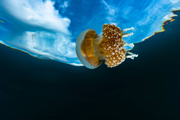 Palau medúza-tó (Mastigias cf. Pápua etpisoni) - Fotó, kép