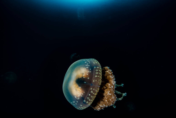 Озеро медуз Палау (Mastigias cf. papua etpisoni) - Фото, изображение