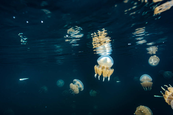 Palau Jellyfish Lake (Mastigias cf. papoea etpisoni) - Foto, afbeelding